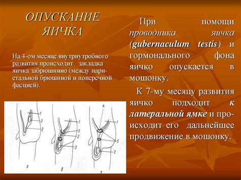 Причины неопущения яичка