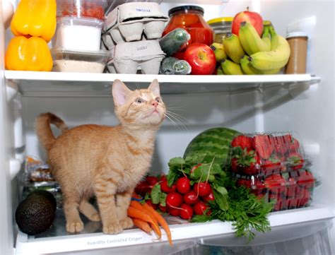 Причины отвращения кошки к еде