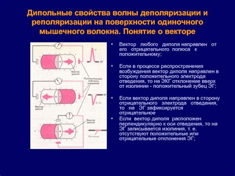 Причины отдаливания волны деполяризации