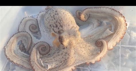Причины отсутствия осьминогов в Черном море