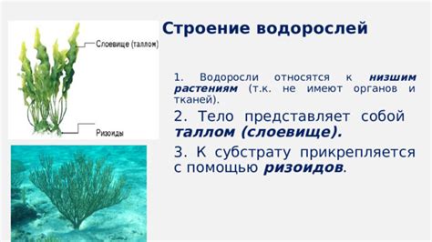 Причины отсутствия ризоидов у некоторых видов зеленых водорослей