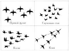 Причины перелетов птиц