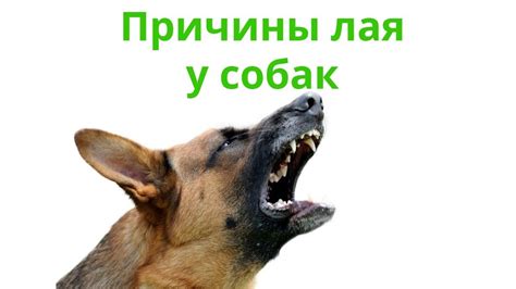 Причины перестановки лаять у собак