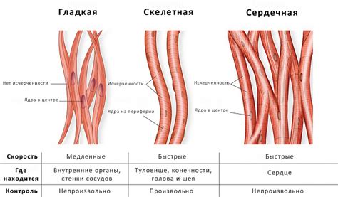 Причины популярности поперечно полосатой ткани