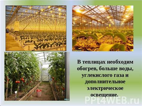 Причины роста углекислого газа в теплицах