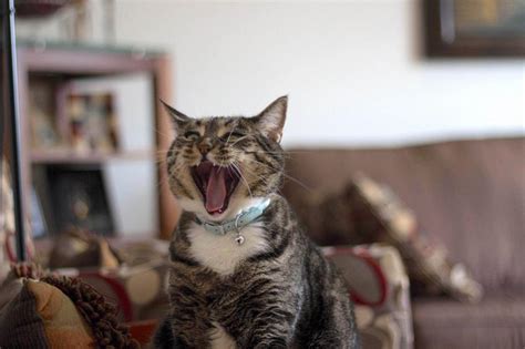 Причины стресса у котят