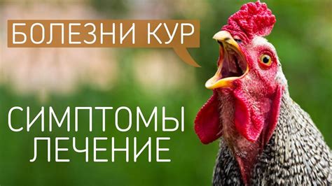 Причины тряски головы у кур при ходьбе