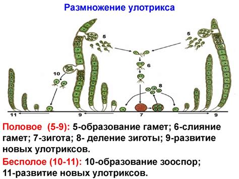 Причины формирования популяций водорослей