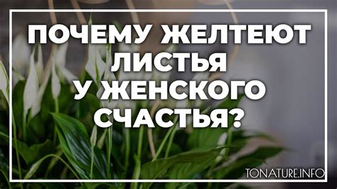Причины цветочного увядания: почему у женского счастья засыхают листья