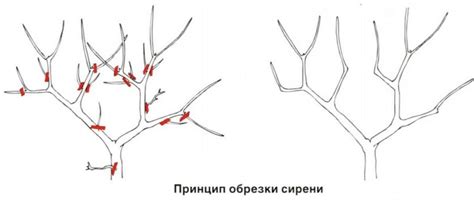 Прищипывание и формирование кроны сирени весной
