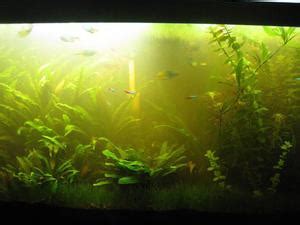 Проблема позеленевшей воды в аквариуме
