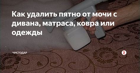 Проблема с запахом мочи на диване