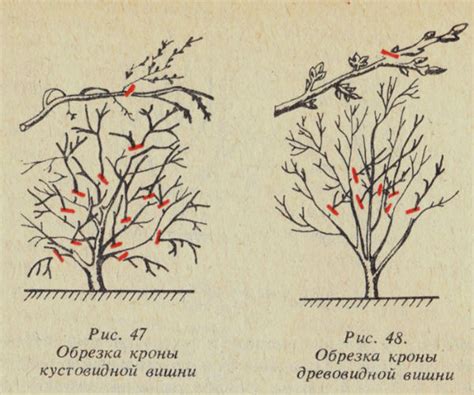 Проблема с обрезкой растения