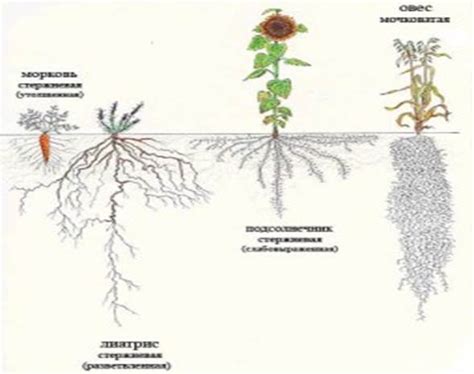 Проблемы с корневой системой растения