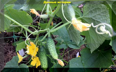 Проблемы с сохранением хрустящести огурцов