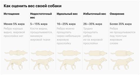 Проблемы с терморегуляцией у некоторых пород