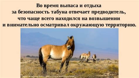 Проверить окружающую территорию наиболее подробно и внимательно