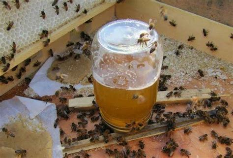 Проверка здоровья пчелиной семьи и выбор кормежки для нуклеуса