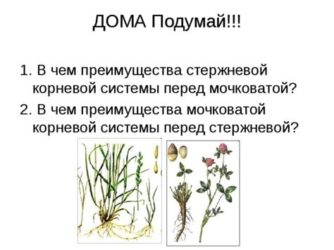 Проверка корневой системы пня перед удалением