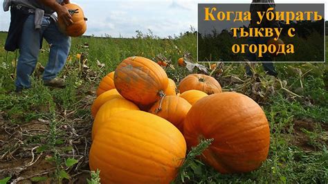 Проверьте зрелость тыквы