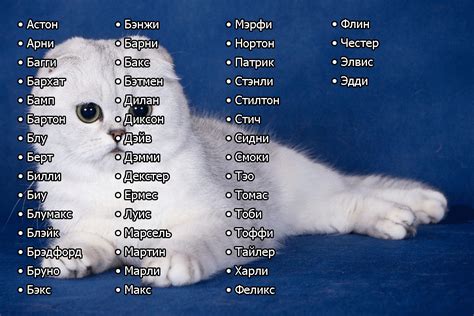 Проверьте популярные имена для котов