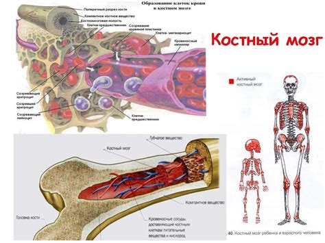 Продолжительность и осложнения после извлечения костного мозга без анестезии