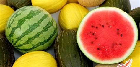 Продолжительность хранения арбузов и дынь