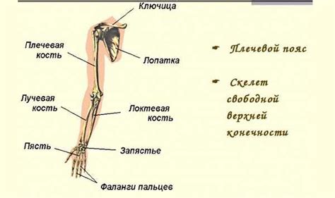 Продолжите с туловищем и конечностями