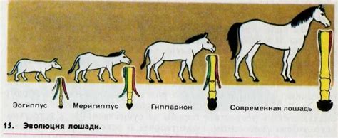 Происхождение имени лошади