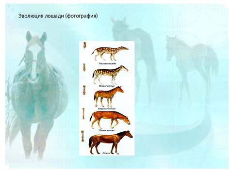 Происхождение лошади Элли