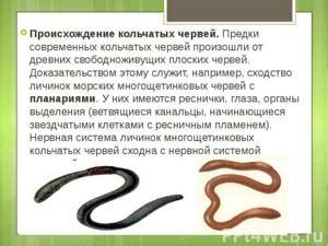 Происхождение названия "Многощетинковые черви"
