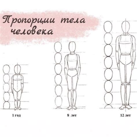 Пропорции и анатомия