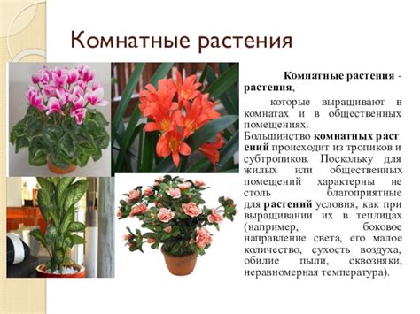 Просмотрите состояние и расположение растений в комнатах