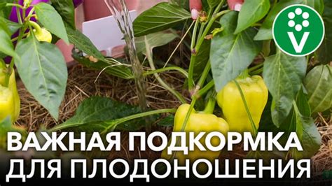 Простые секреты для быстрого роста и увеличения урожайности