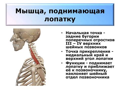 Простые способы связывания головы и туловища