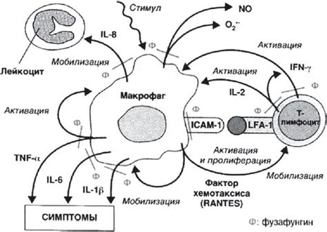 Противовоспалительные свойства ихтиолки