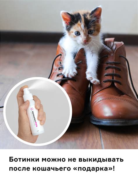 Профессиональные услуги по удалению запаха кошачьей мочи на обуви