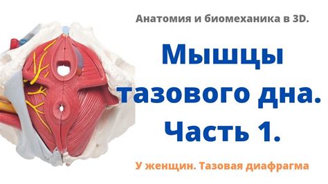 Профилактика и укрепление диафрагмы