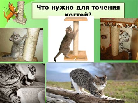 Профилактика неправильного точения когтей