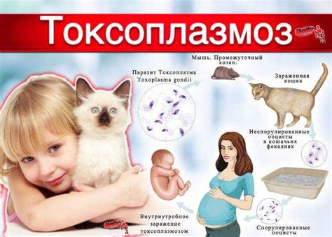 Профилактика токсоплазмоза: рекомендации для кошачьих хозяев
