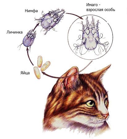 Профилактика трихомонады у кошек