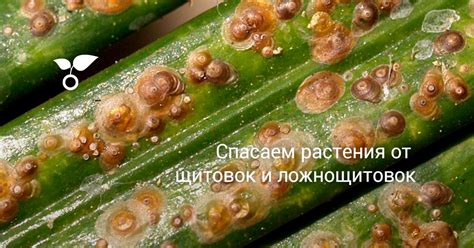 Профилактика щитовки на растениях