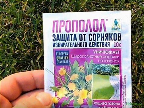 Профилактические меры для предотвращения появления сорняков