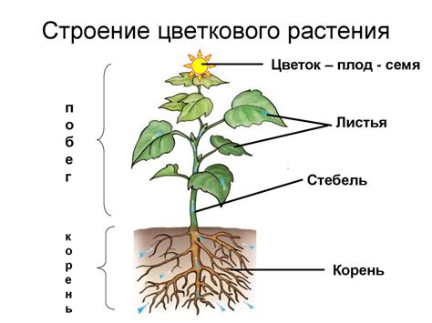 Процессы, выполняемые корнем растения