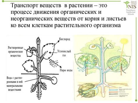 Процессы поглощения и транспорта питательных веществ