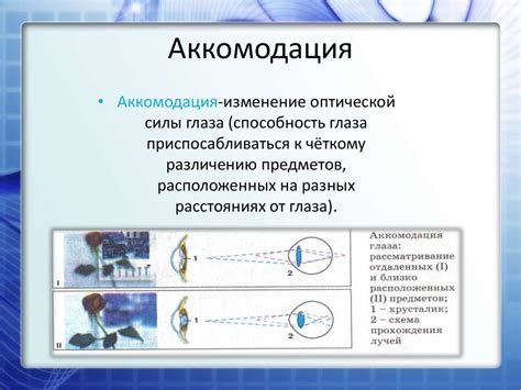 Процесс аккомодации глаза в темноте