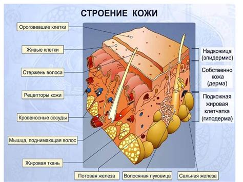 Процесс взаимодействия с кожей