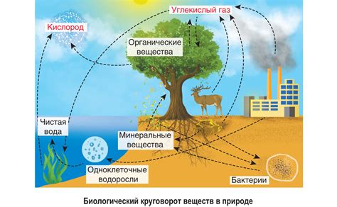 Процесс минерализации органической материи: