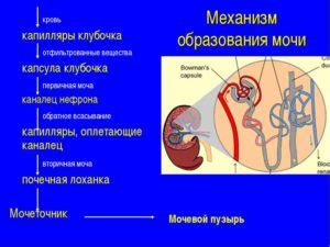 Процесс образования мочи в организме мужчин