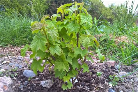 Процесс размножения смородины от куста летом